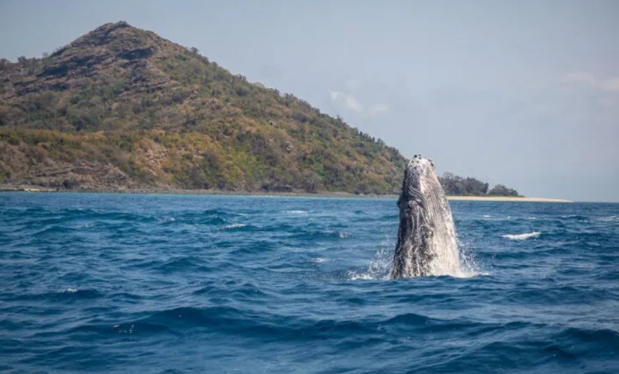 Nioumachoua, Off Moheli Island, Comoros